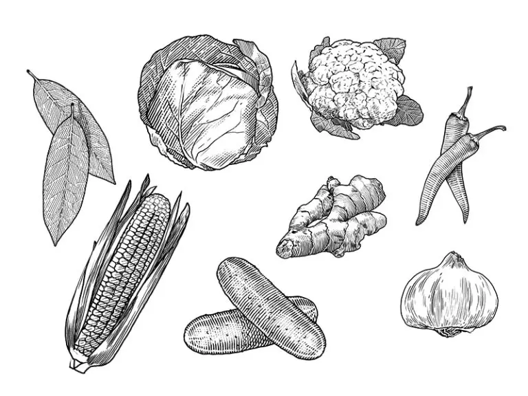 Vegetables Engraving Illustrations by Barry Davian